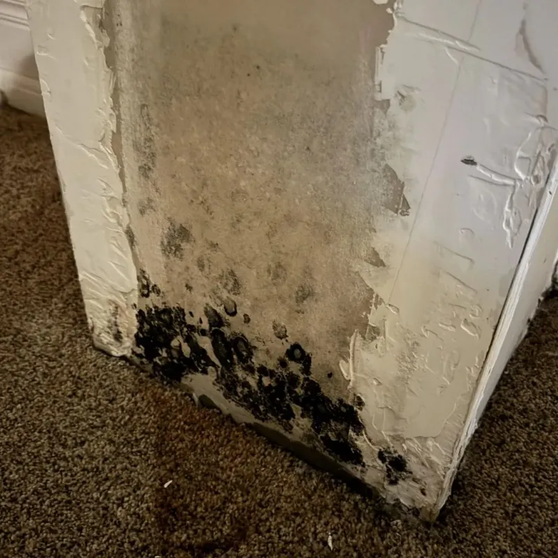 Professional Mold Removal in Rutherford, NJ